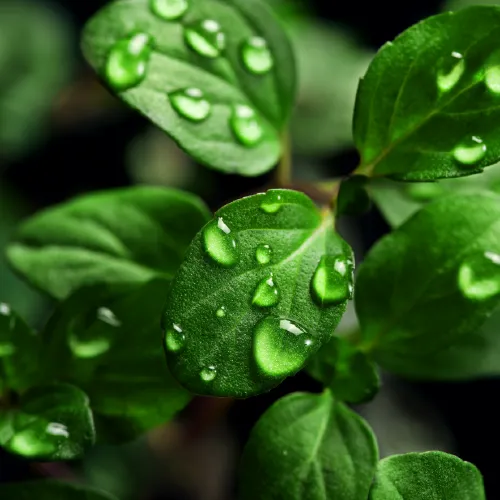 breast cancer scrubs australia - Expert Guide and Review